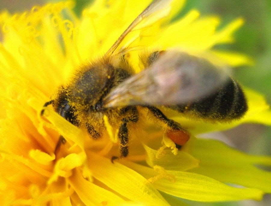 пчела собирает пыльцу с одуванчика