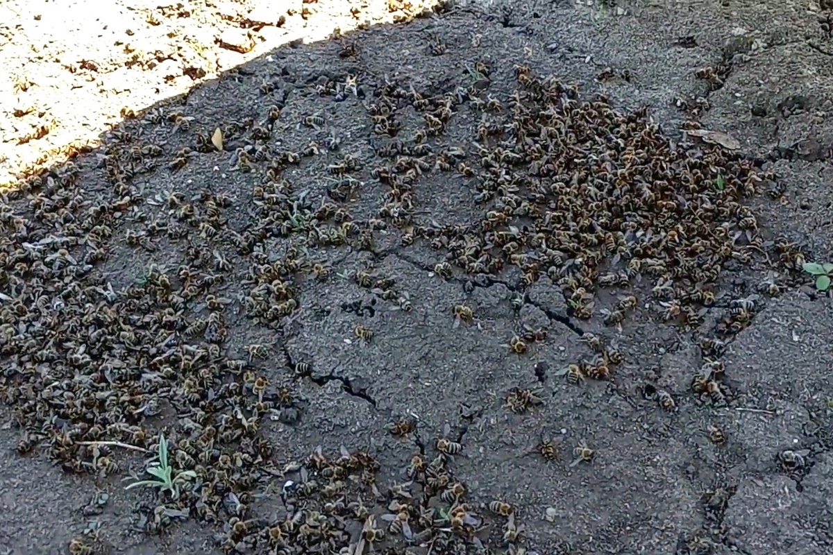 погибшие молодые пчёлы возле улья