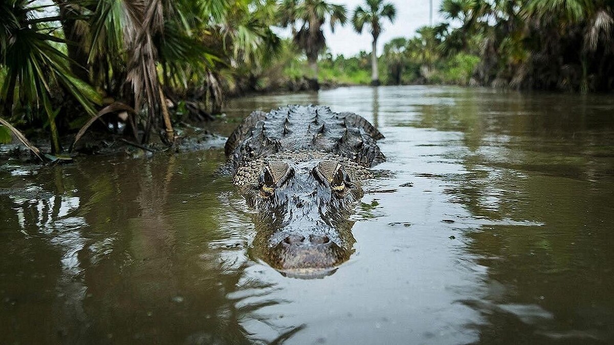    Изображение создано при помощи ИИ.