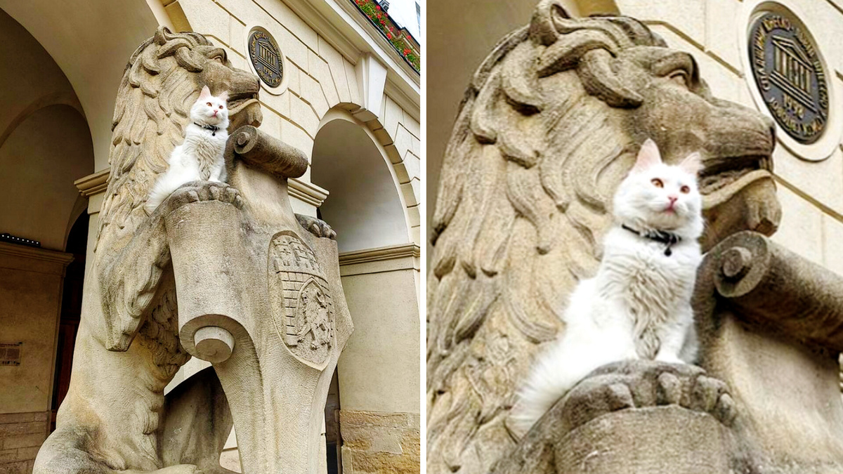 Большому коту - большой обзор