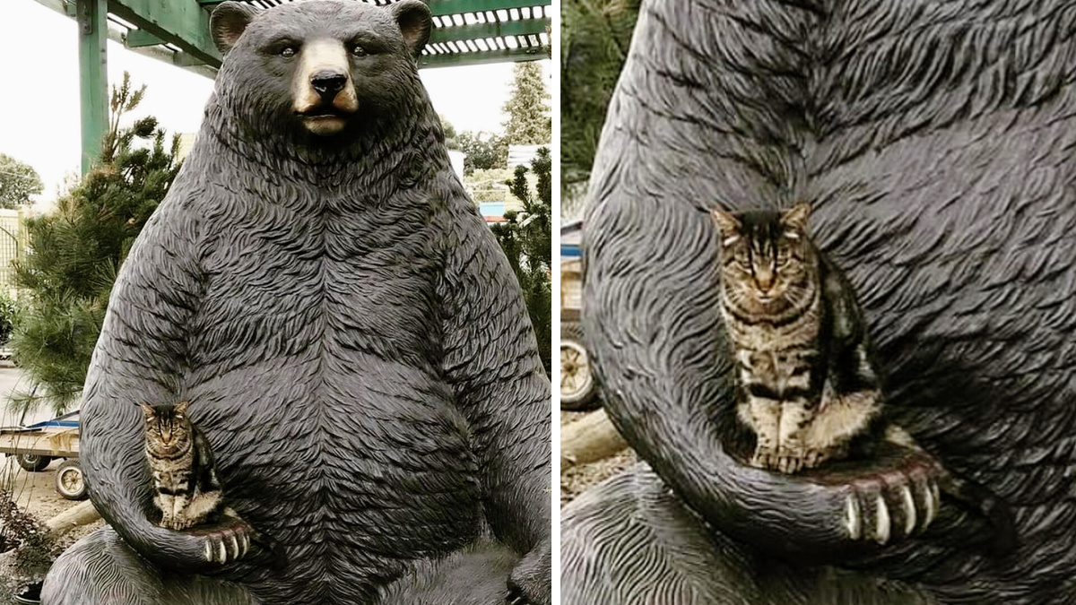 Кот Вася и его охрана