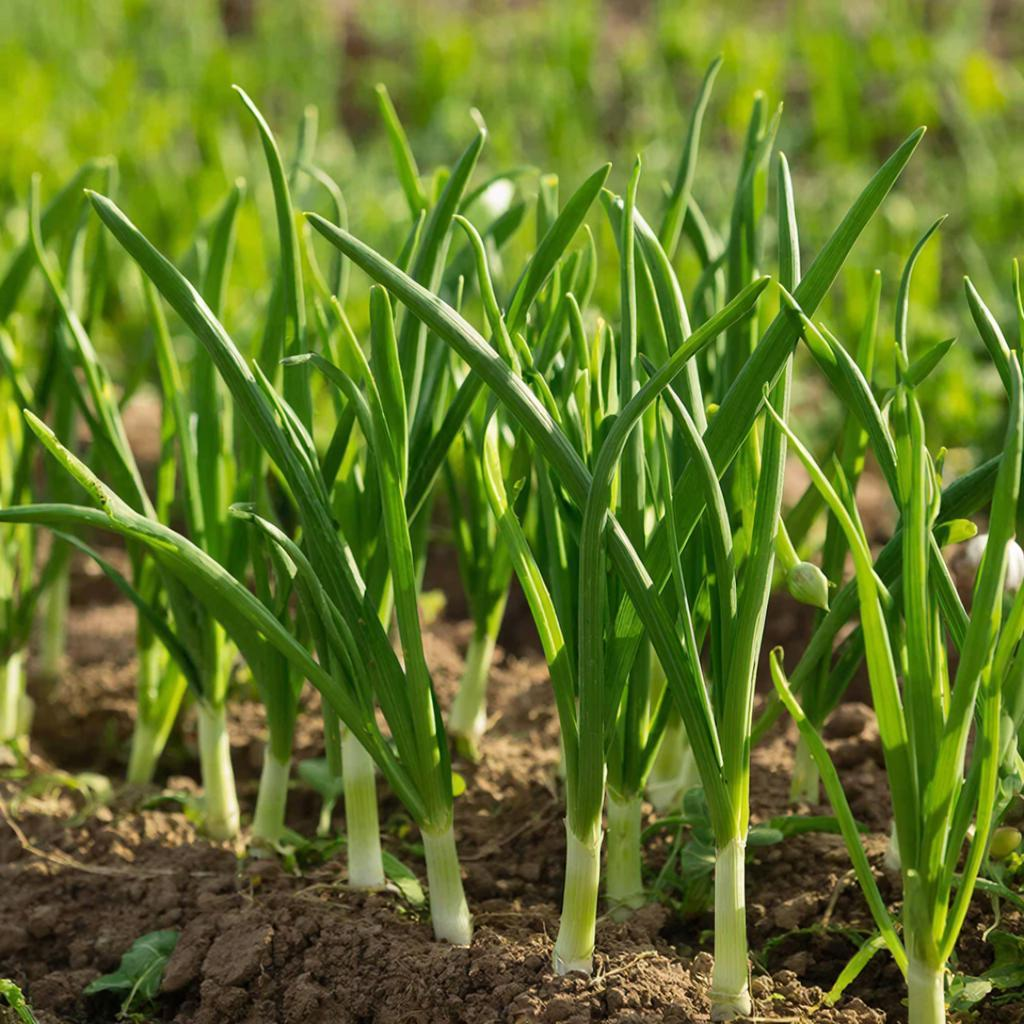 Чем подкормить чеснок весной для хорошего урожая