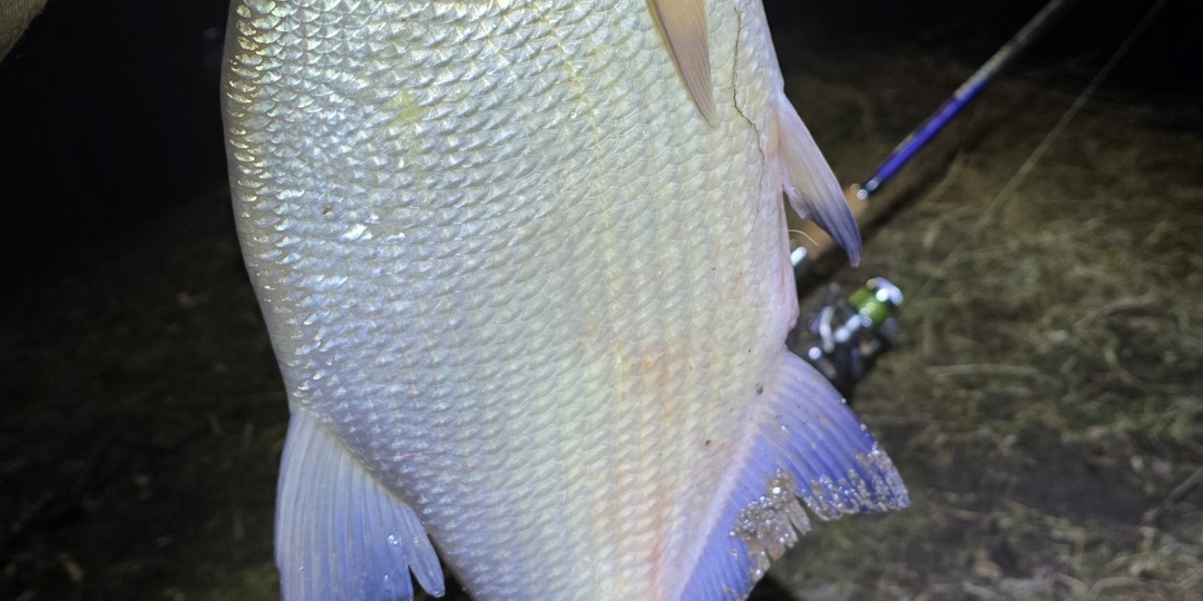 Весенний лещ: «Тихая охота» на речного короля