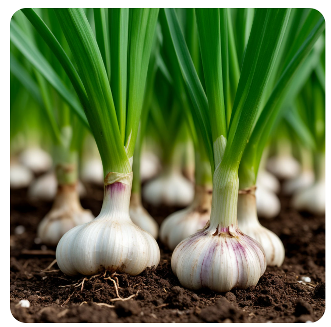 Посадка чеснока весной в открытый грунт
