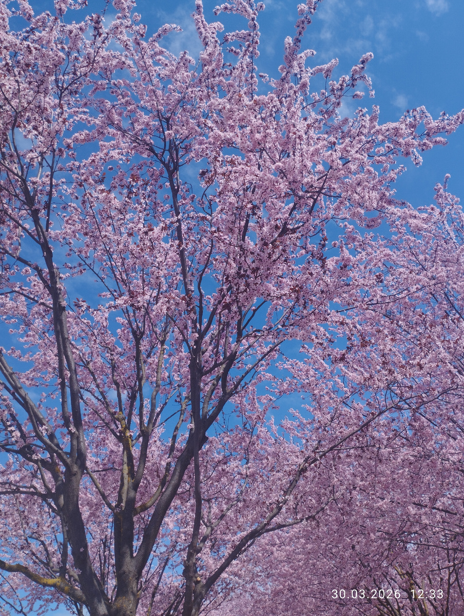 Сакура парк Галицкого. 