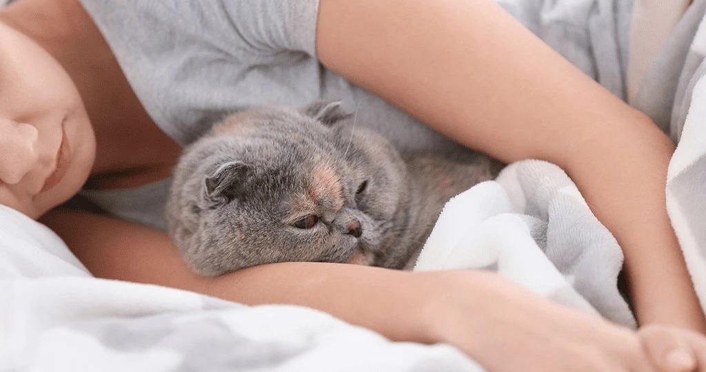 Почему кошка спит рядом с человеком, что она этим показывает