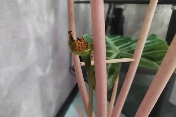 Это первые семена алоказии в моей практике