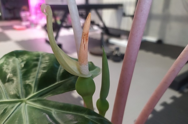 Таким было цветение, когда я пробовал опылять цветки