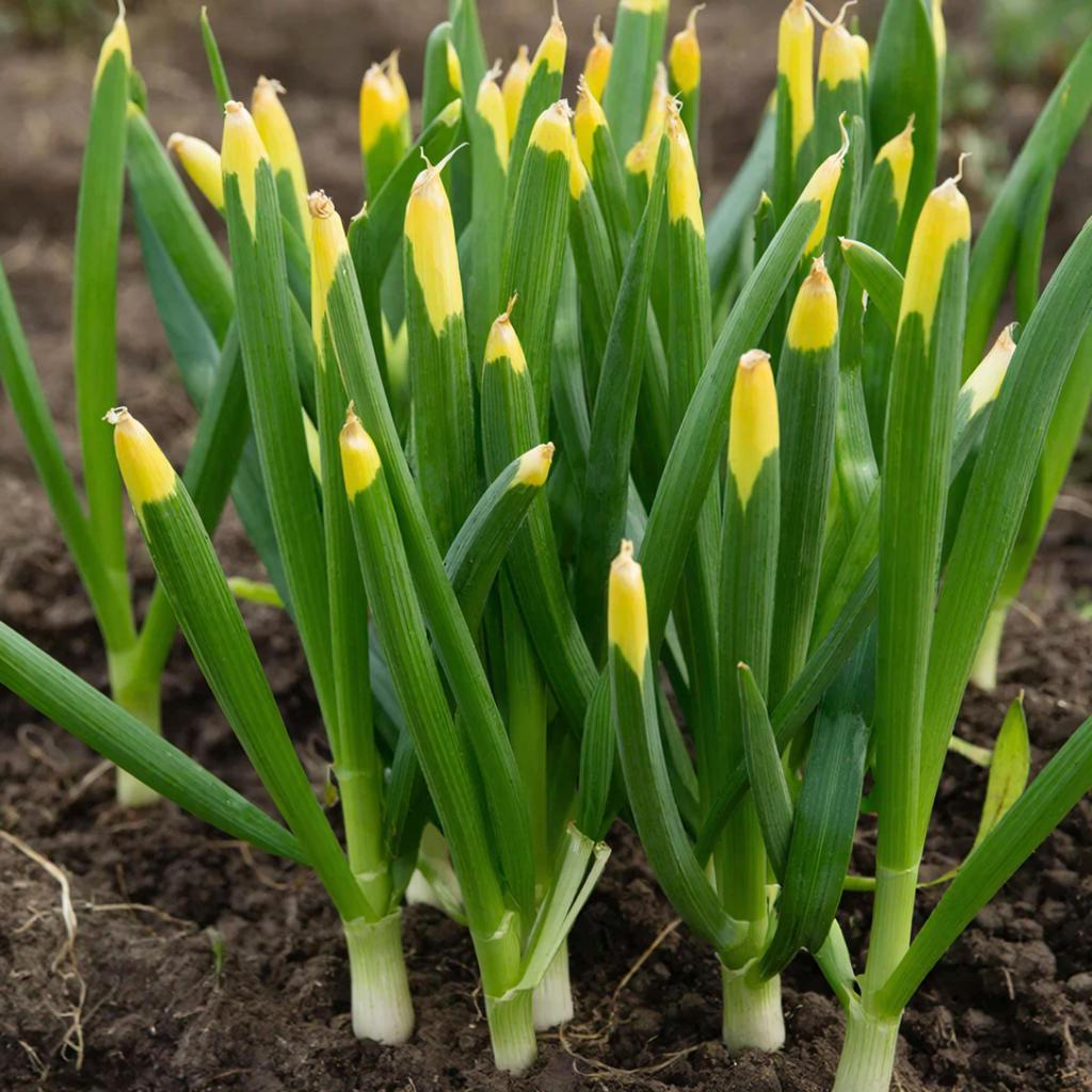 Почему желтеет чеснок весной и что делать
