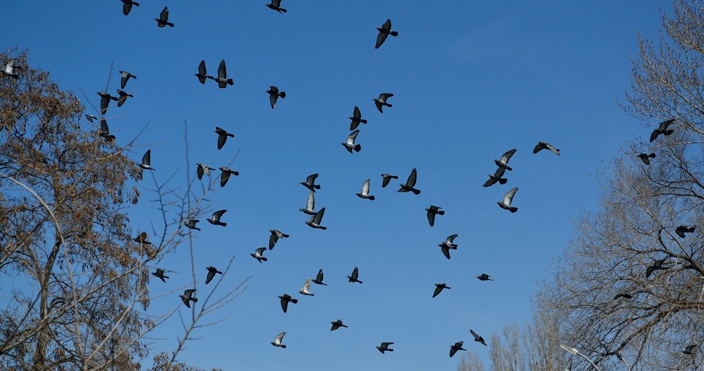 Когда строку диктует чувство...