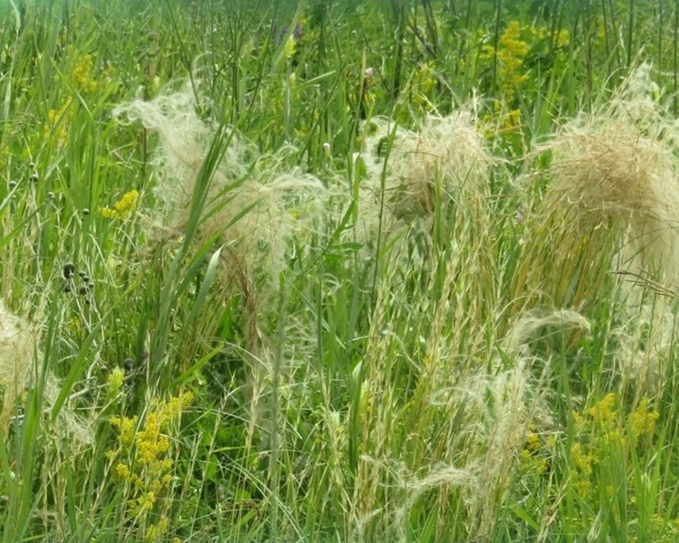     В Курском районе расширили охранную зону памятника «Колодный лог»