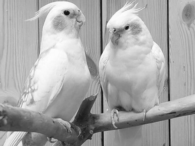    Фото: vk.com/mir_popugayev_spb