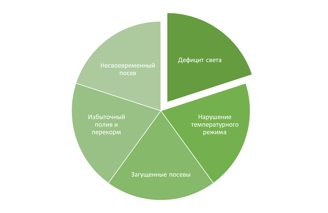 5 факторов истончения стеблей у рассады томатов