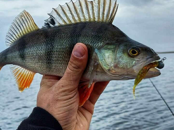 Какой цвет приманки выбрать для спиннинга?