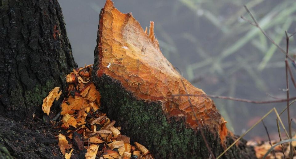    медиасток.рф