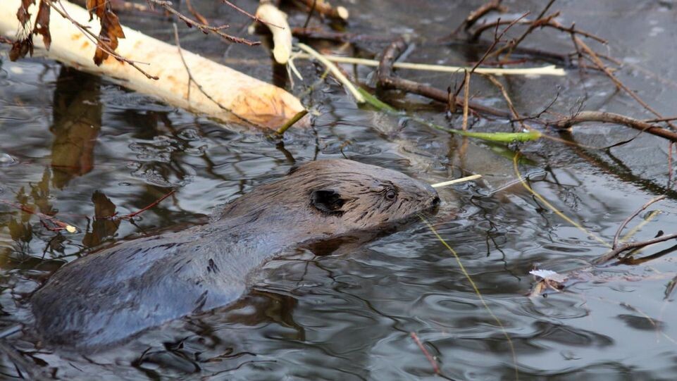    медиасток.рф