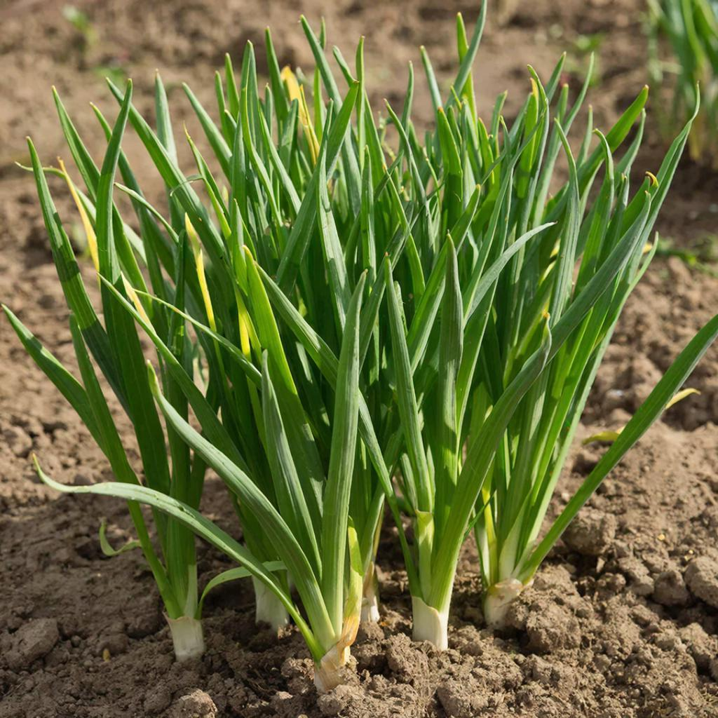 Уход за чесноком весной после зимы