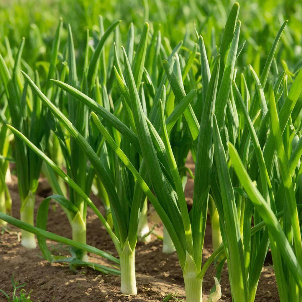 Озимый чеснок весной - уход, подкормка, полив