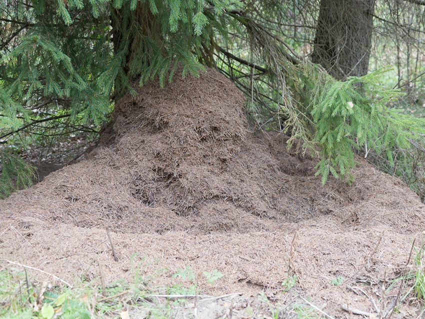 Автор фото Анатолий Смирнов