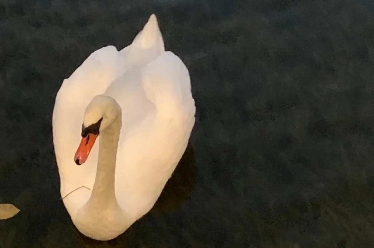    В Ульяновске убили лебедя-шипуна: полиция проводит проверку