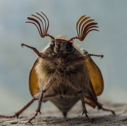 Толстые и прожорливые: 6 способов выселить личинок майского жука с вашего участка