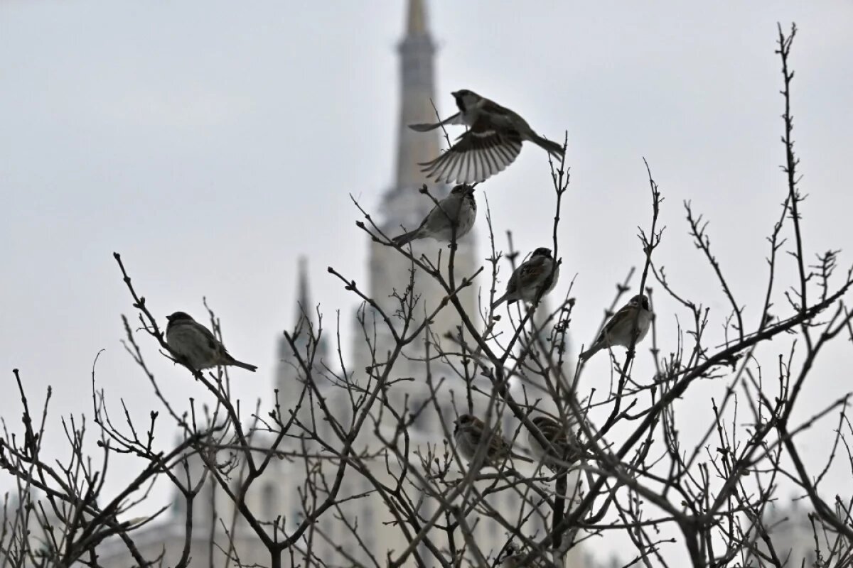    Птиц в Москве — десятки видов.