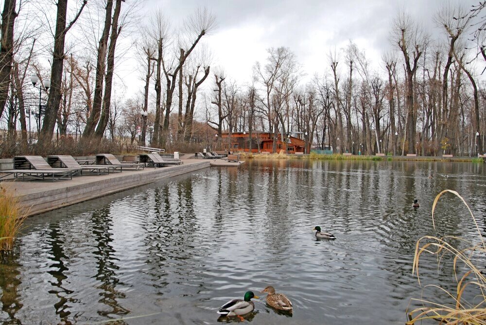    Пруд в ЦПКиО им. М. Горького. Фото: АГН Москва