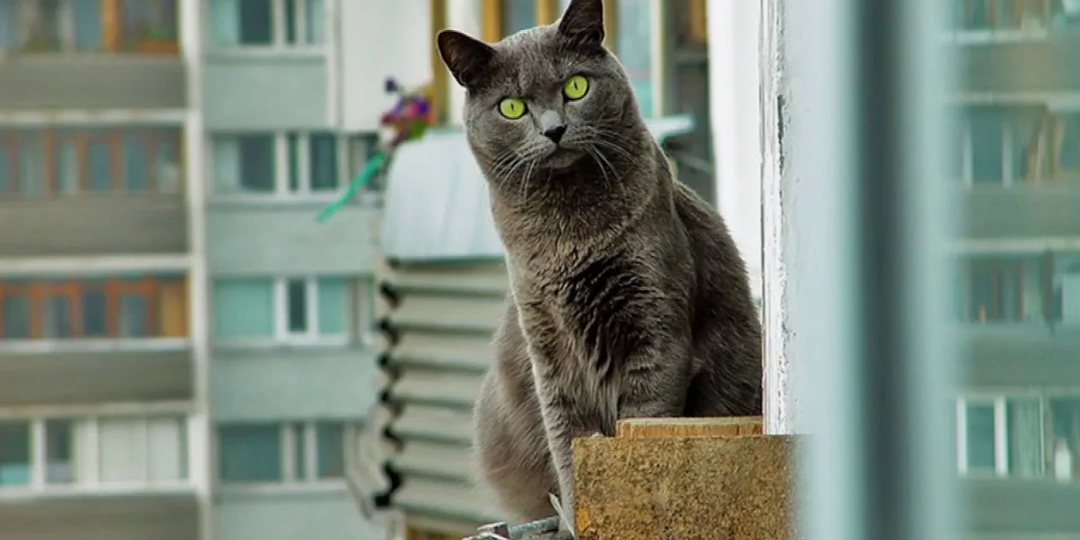 Ведьмёныш. Самое начало. Первый снег и полёт с балкона