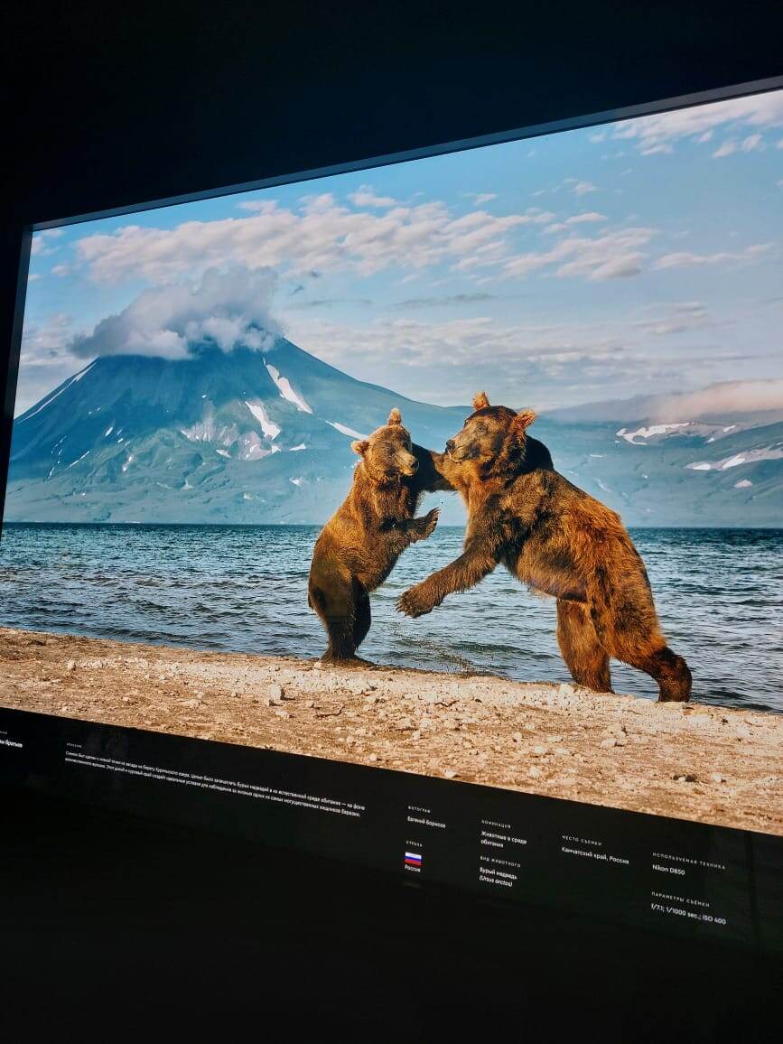 Фото с выставки редких животных. Авторство не мое 