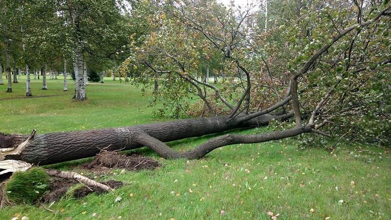    Фото: пресс-служба Комитета по благоустройству Санкт-Петербурга