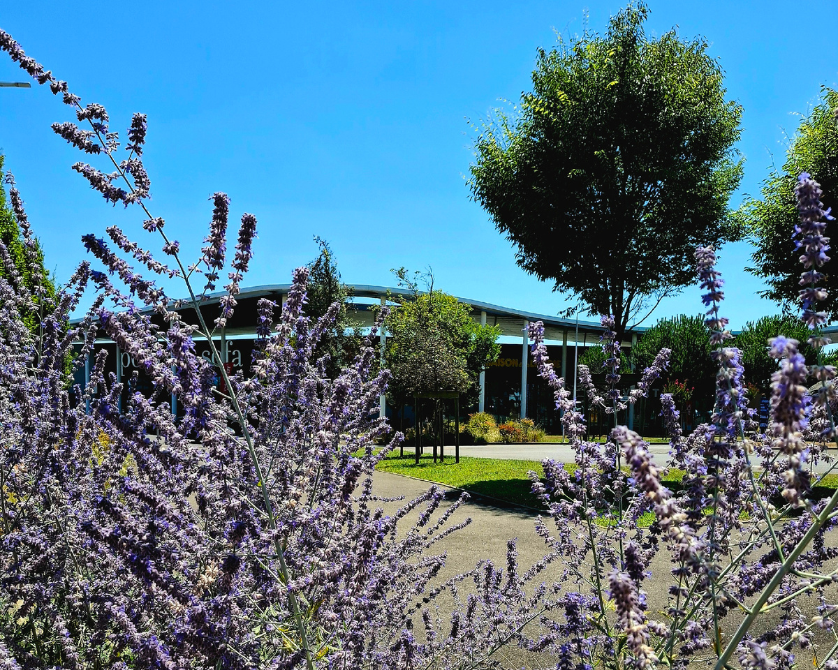 Байонна, торговый центр BAB2.  Эти фиолетовые кустики похожи на лаванду, но не пахнут как она