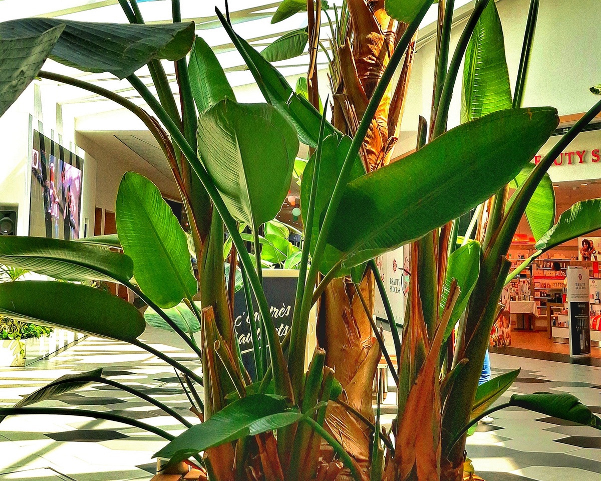 Заехали в Carrefour в ТЦ Байонна BAB2. 