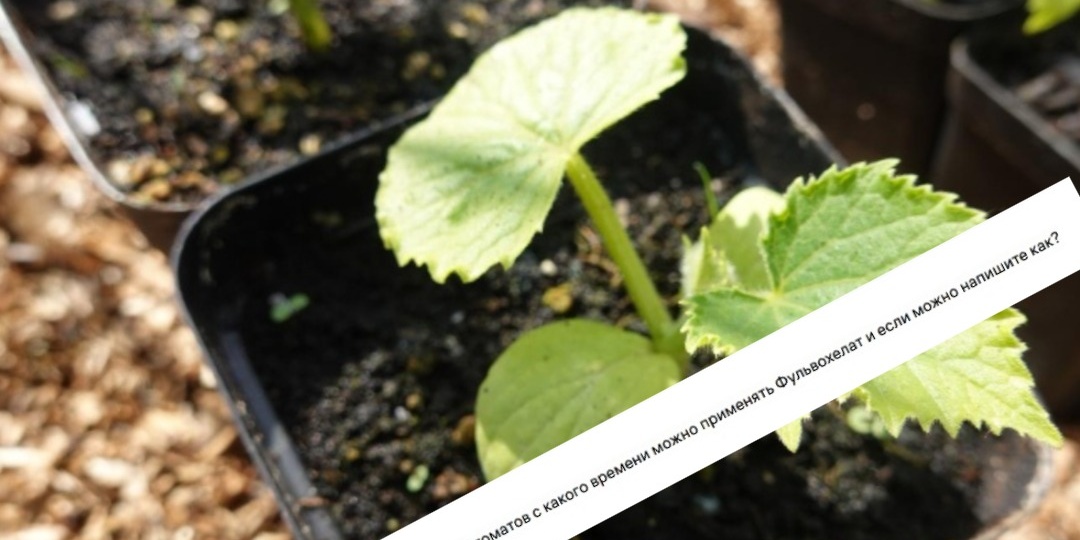 Когда можно начинать применять Фульвохелат на рассаде?