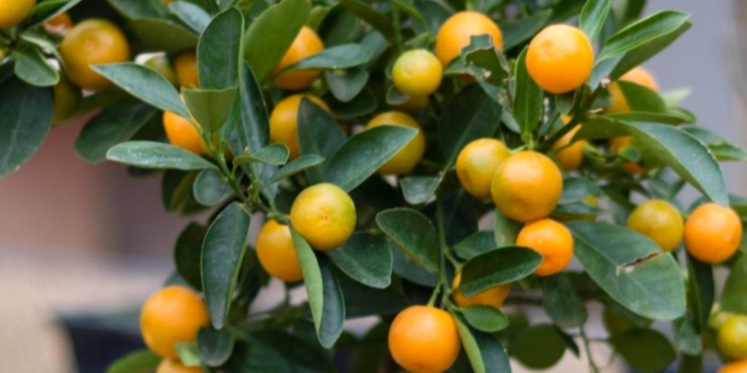 Можно ли подкармливать Фульвохелат комнатные лимоны?