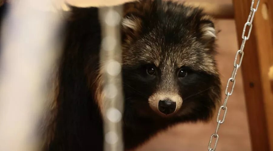     Енот «Забавного места» Фото Ангелины Тарановой