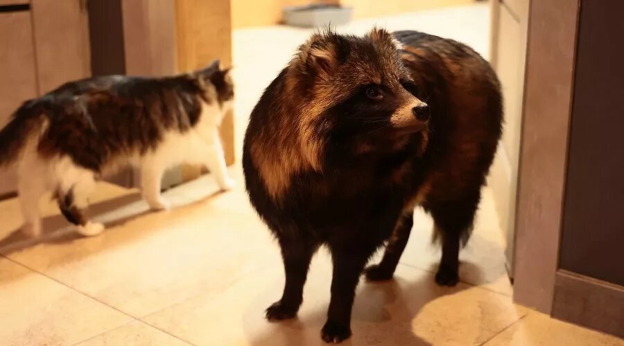     Енот и котик «Забавного места» Фото Ангелины Тарановой