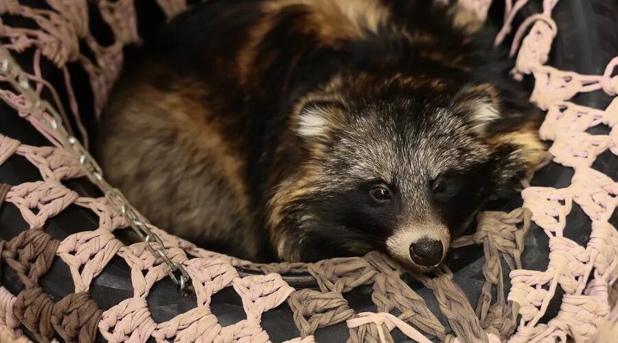     Енот «Забавного места» Фото Ангелины Тарановой