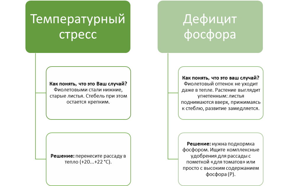 Листья рассады томатов стали фиолетовыми: когда это норма, а когда — сигнал SOS
