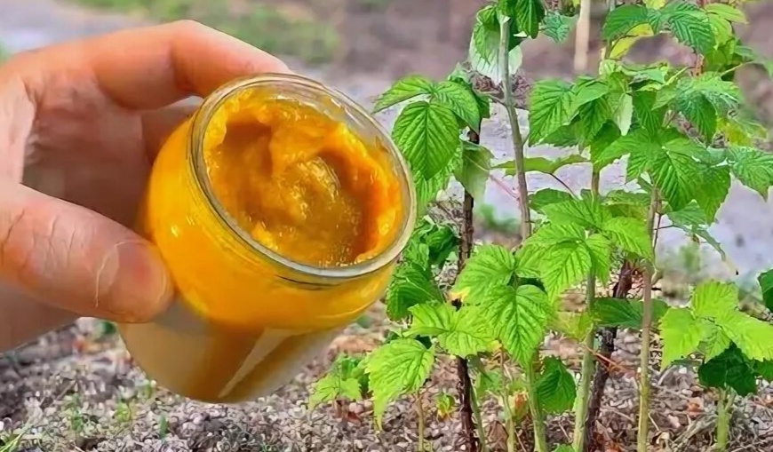 Подкормка малины