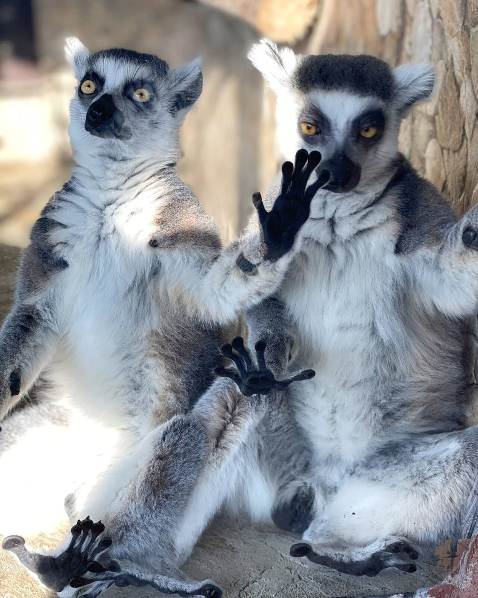 Кошачьи лемуры попали на Мадагаскар с помощью естественных плотов 