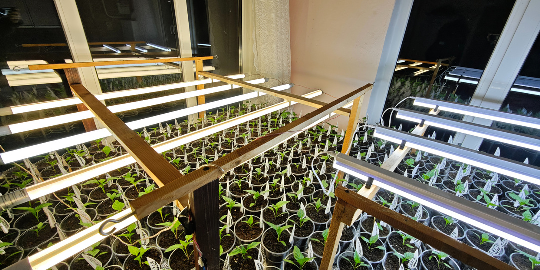 8 апреля. Пикирую перец и баклажаны