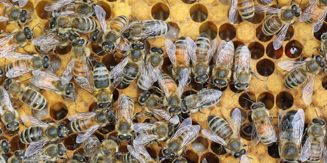 Своевременное расширение пчелиного гнезда для начинающих