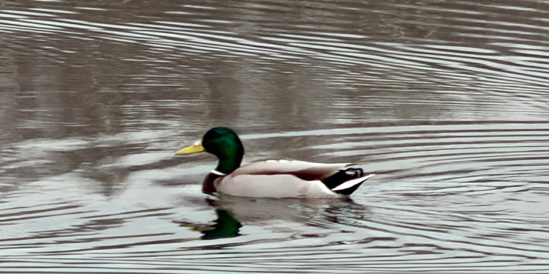 Почему обычная утка — самое странное существо которое вы кормили хлебом