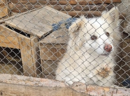 🆘 МЫ НЕ ХОТИМ ПРОСИТЬ. НО ЭТО НАШ ЕДИНСТВЕННЫЙ СПОСОБ ВЫЖИТЬ. 🆘