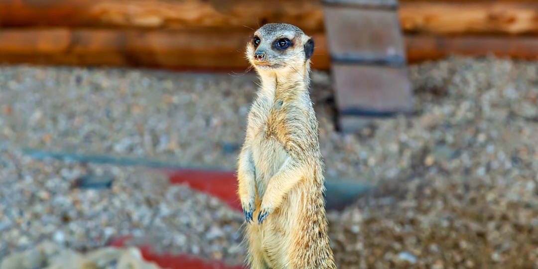 "Стоит часовой на посту каменном