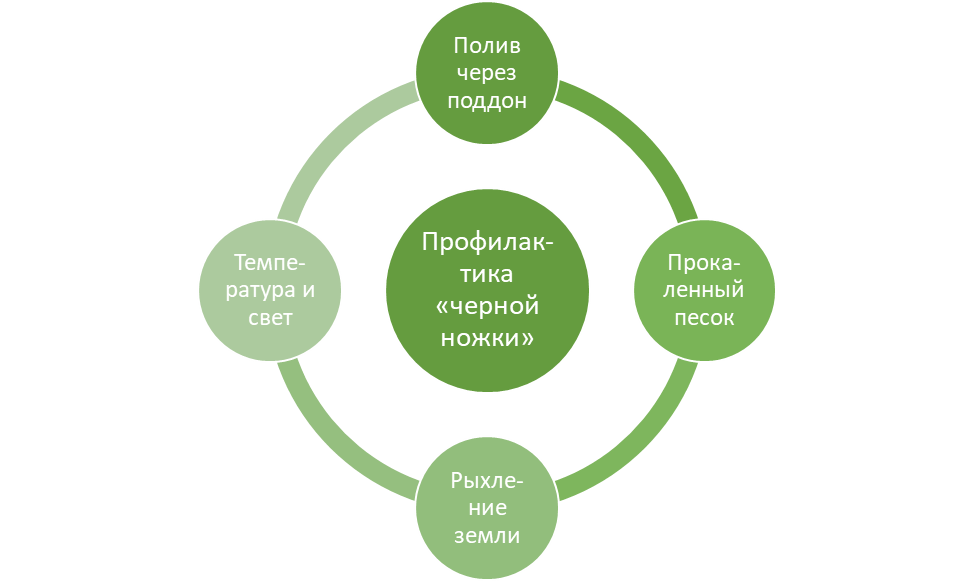 Профилактика «черной ножки»