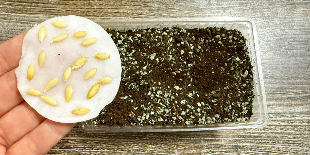 10 лет так делаю! Китайский метод посадки огурцов!