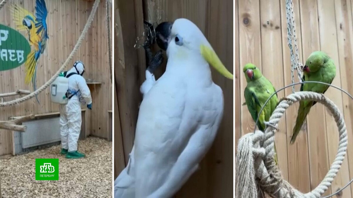    Происки конкурентов: кто и зачем отравил попугаев из контактного зоопарка