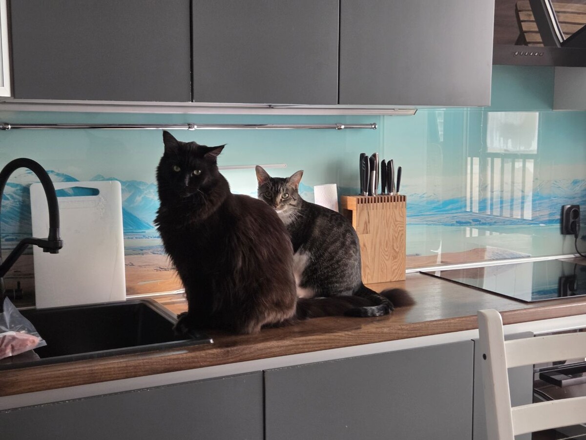 Домашние питомцы Александры