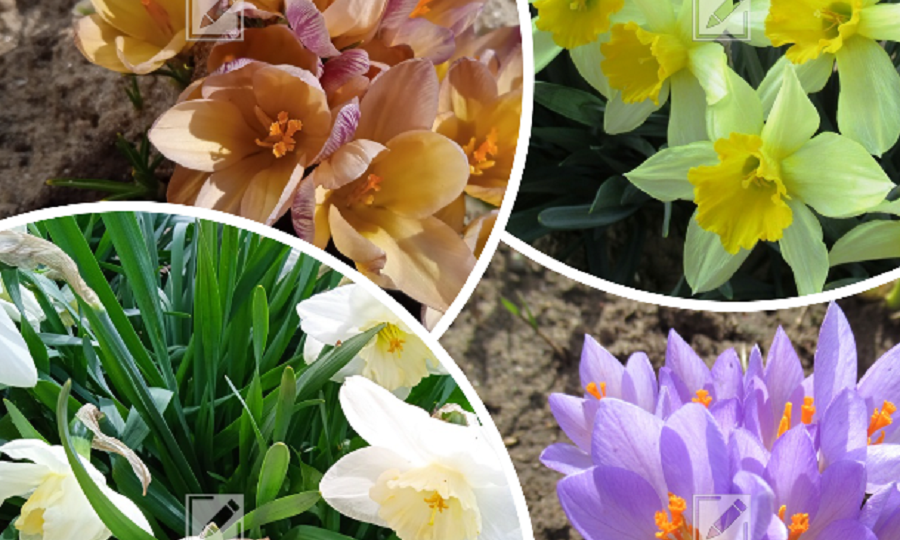 Крокусы и нарциссы: 5 важных дел весной, чтобы продлить цветение